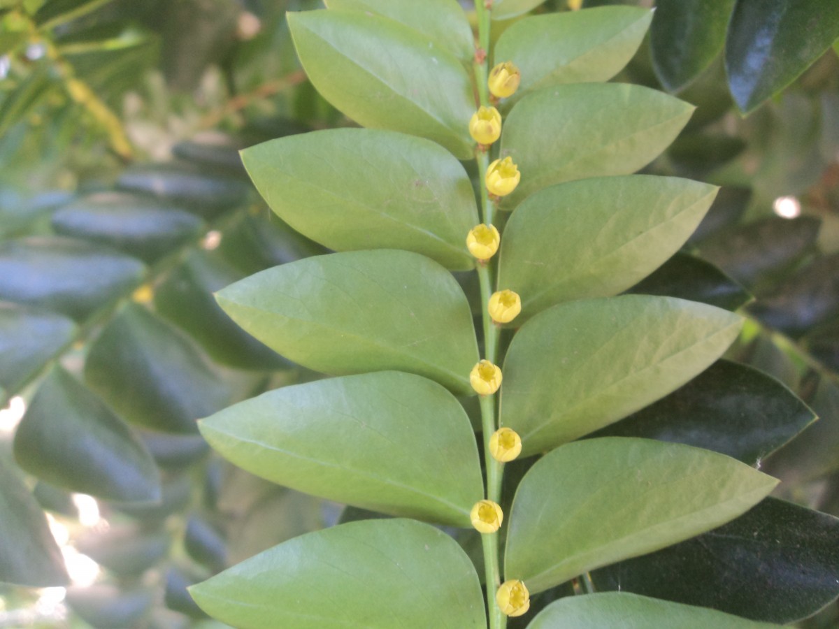 Phyllanthus buxifolius (Blume) Müll.Arg.